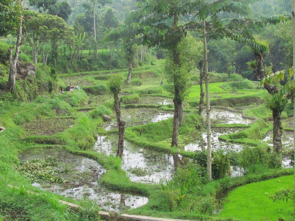 Tetebatu Indah Homestay Dış mekan fotoğraf